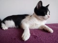 Björn (1)